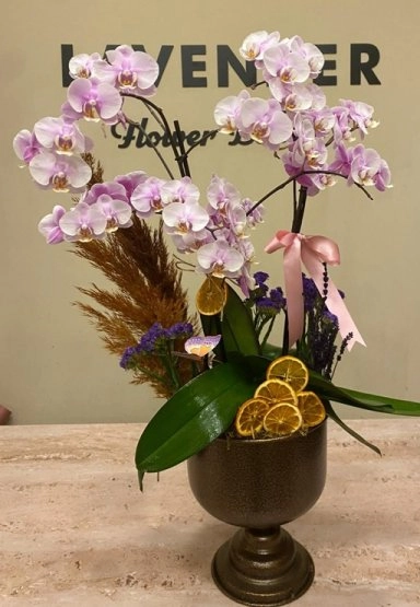 Orkide / Saksı Çiçekleri