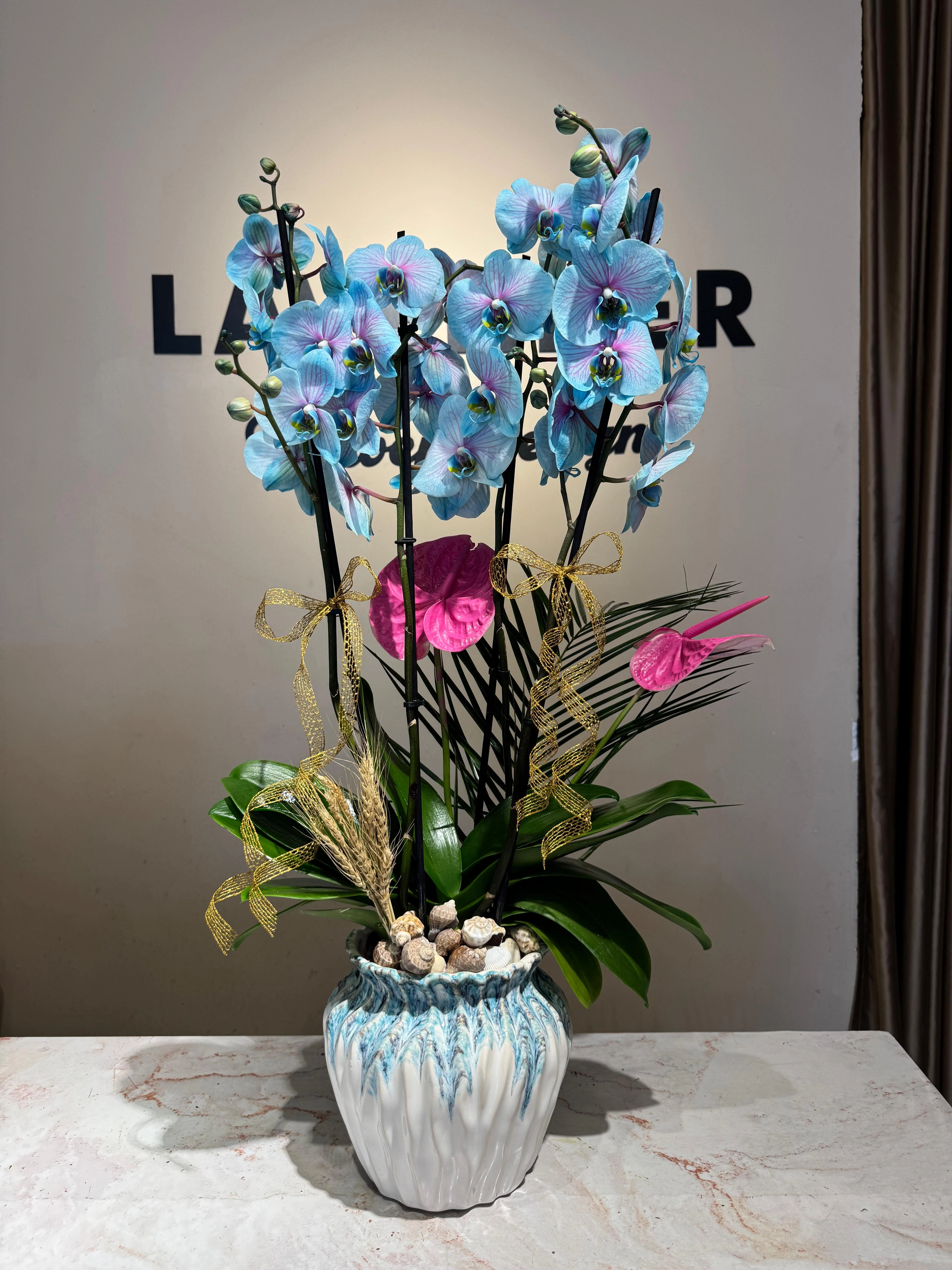 Blue Dream Orkideler