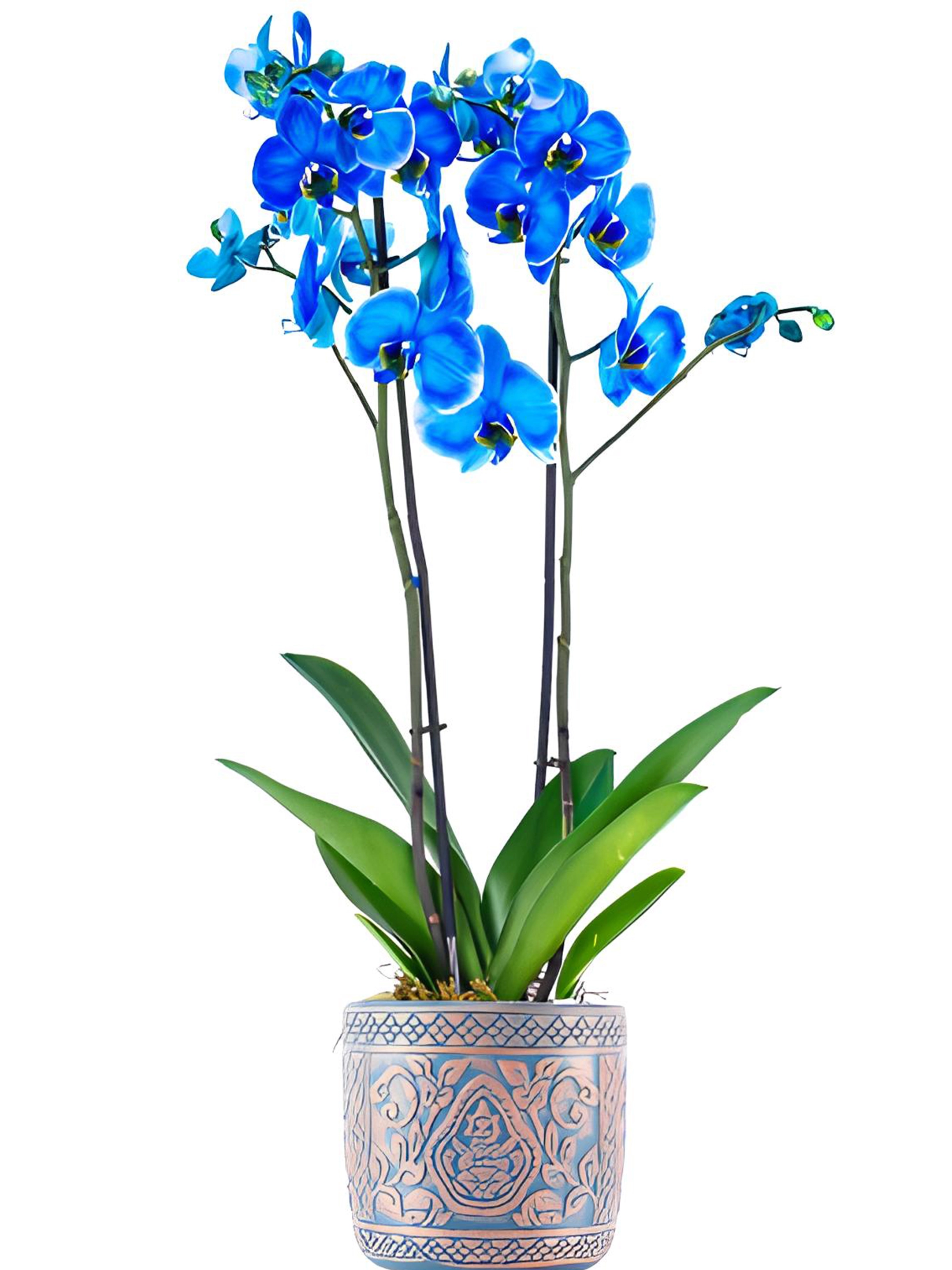 Blue Orchid
