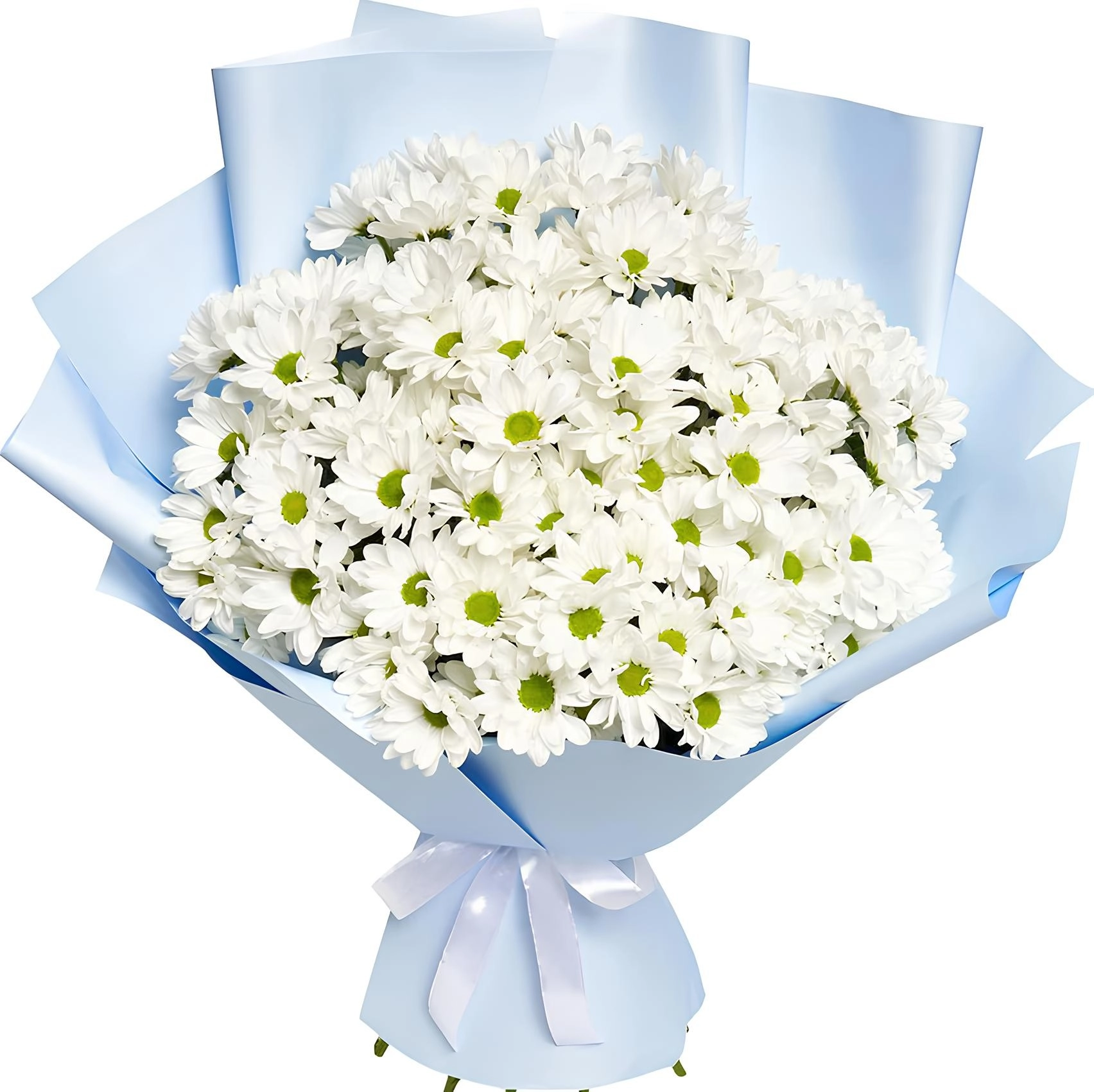 Pure Love Beyaz Papatyalar