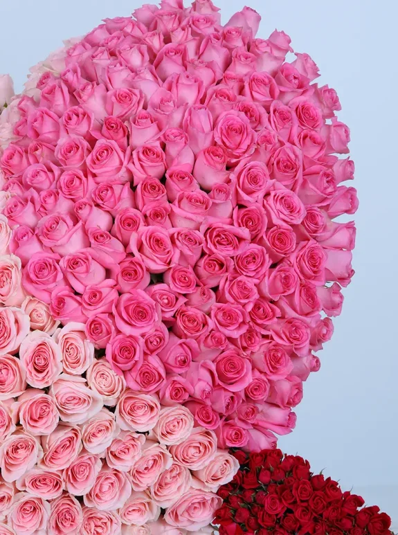 A Dozen Dreams Güller