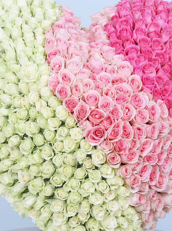 A Dozen Dreams Güller