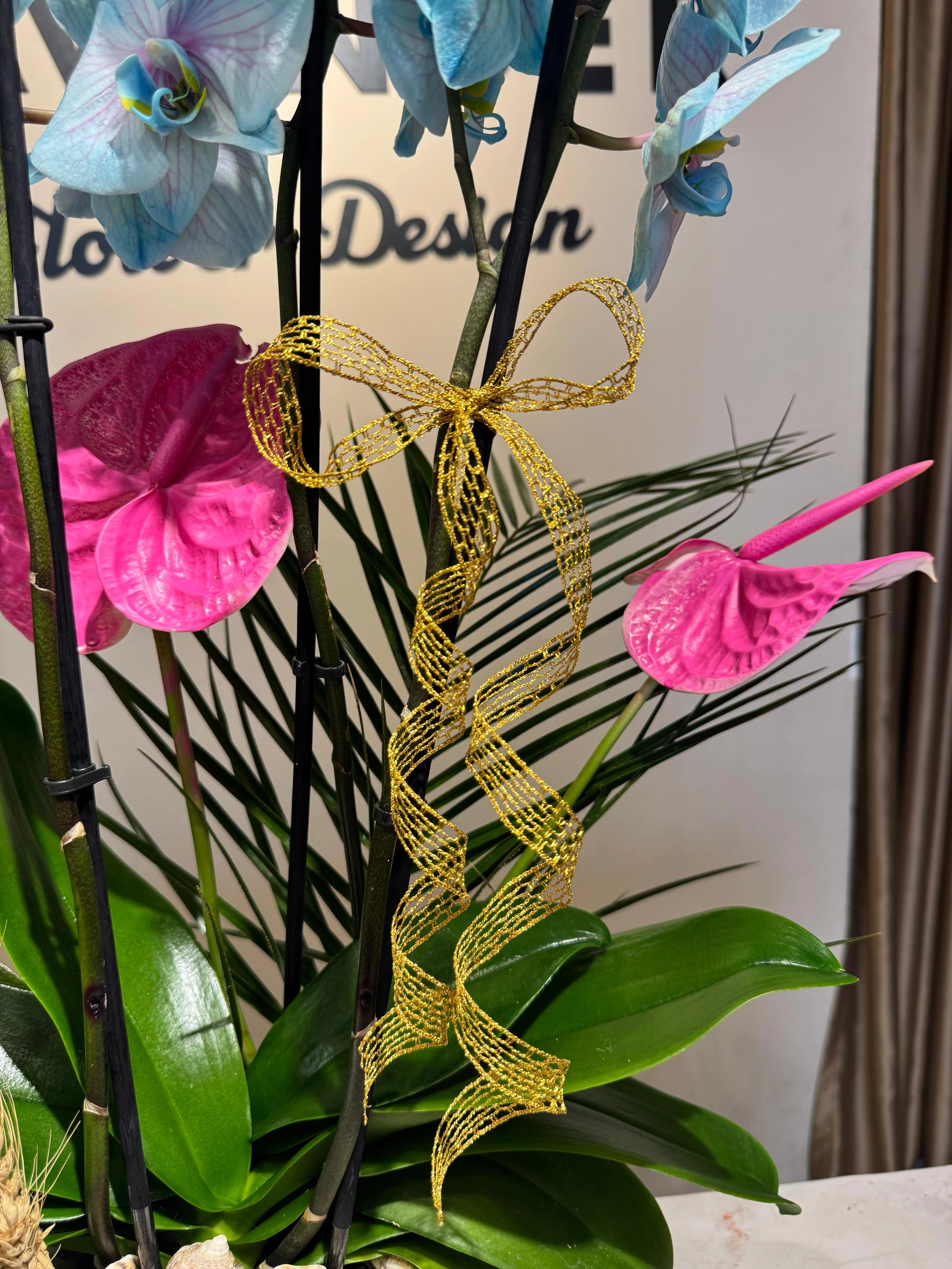 Blue Dream Orkideler