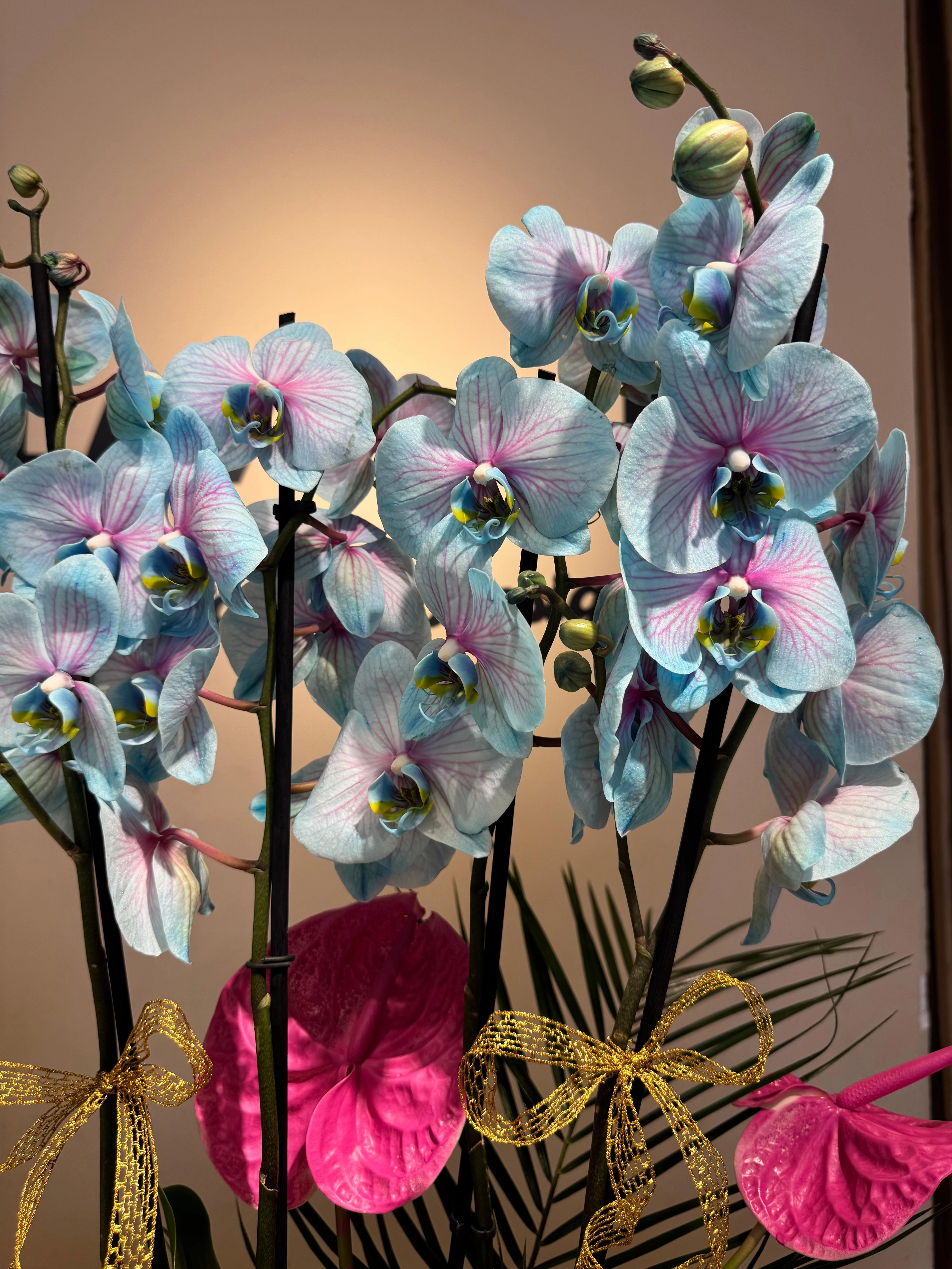 Blue Dream Orkideler