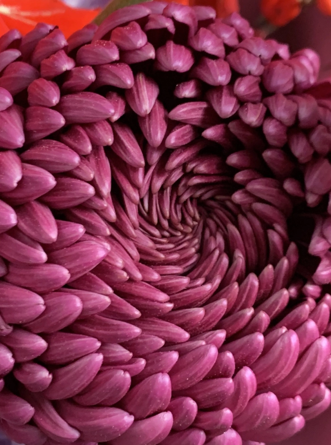 Celestial Bloom Buketi