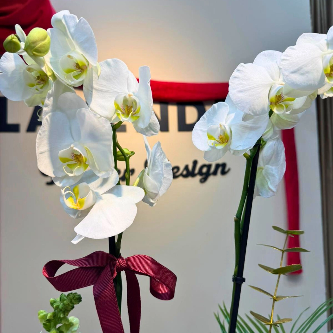 Classic Orkide Pearl