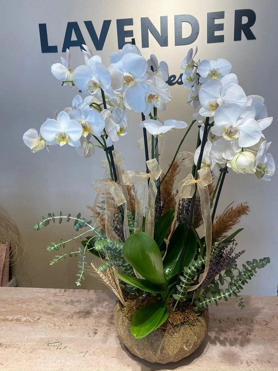 Royal Deluxe 6 Dal Orkide