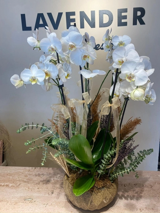 Royal Deluxe 6 Dal Orkide