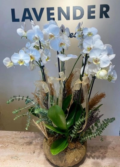 Royal Deluxe 6 Dal Orkide