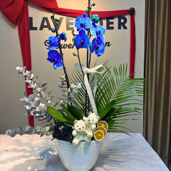 Vanda's Azure Orkide